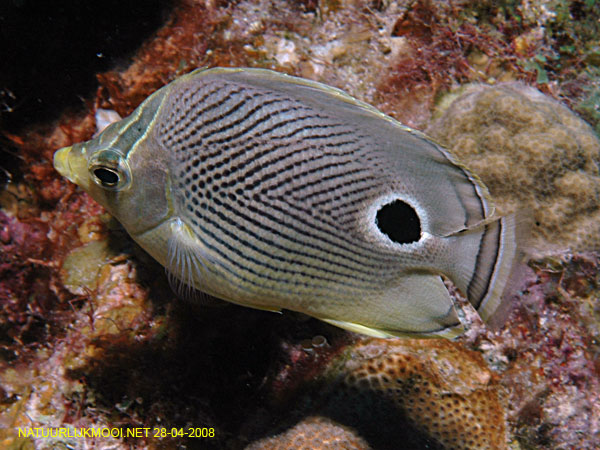 Chaetodon capistratus (Pesce farfalla quattr'occhi)